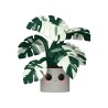 * RESERVA * FUNKO POP! PLANTS (MONSTERA 25CM)